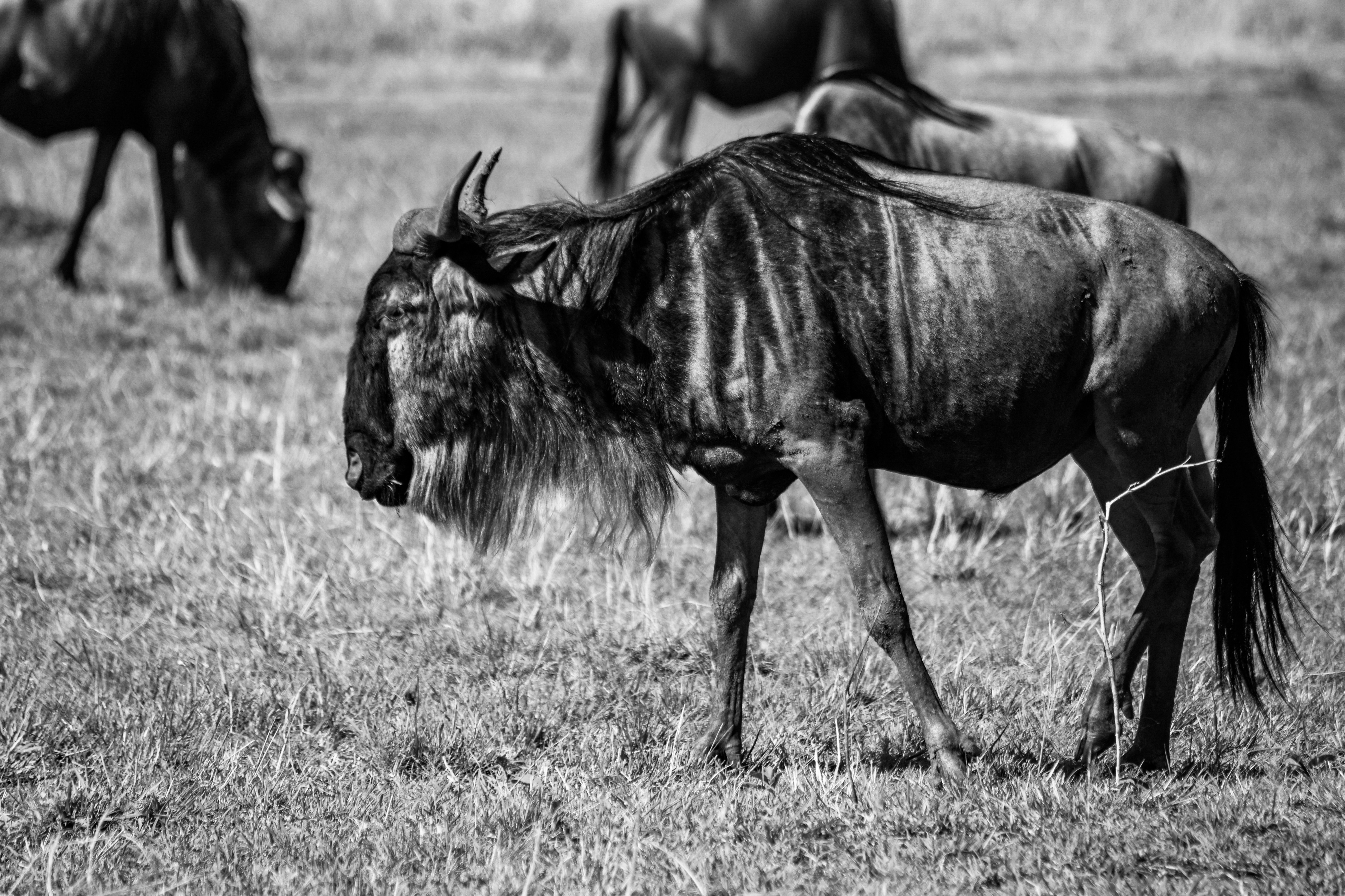 une photo en noir et blanc d’un gnou en train de paître