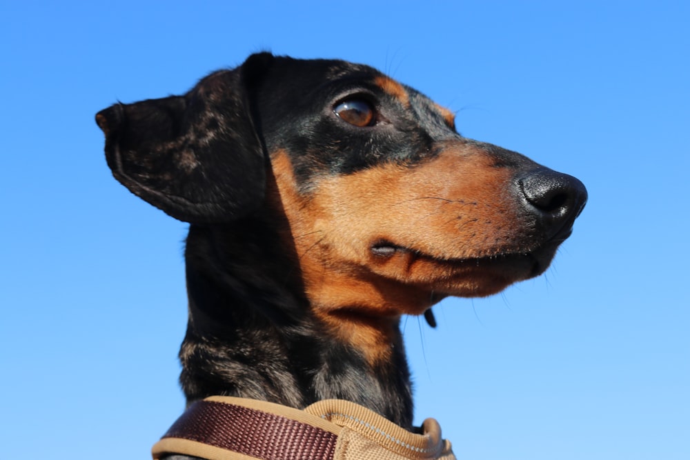 a close up of a dog wearing a collar