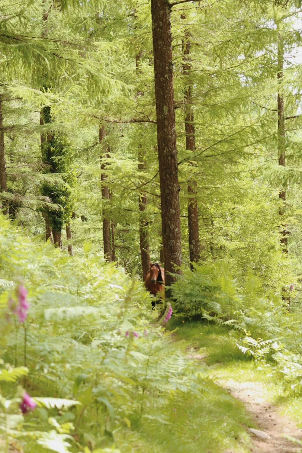 a bear walking through a lush green forest