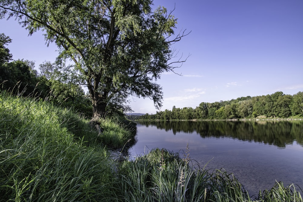 a lake surrounded by lush green grass and trees