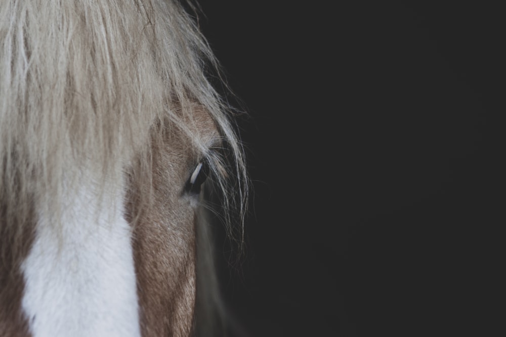 a brown and white horse with long hair