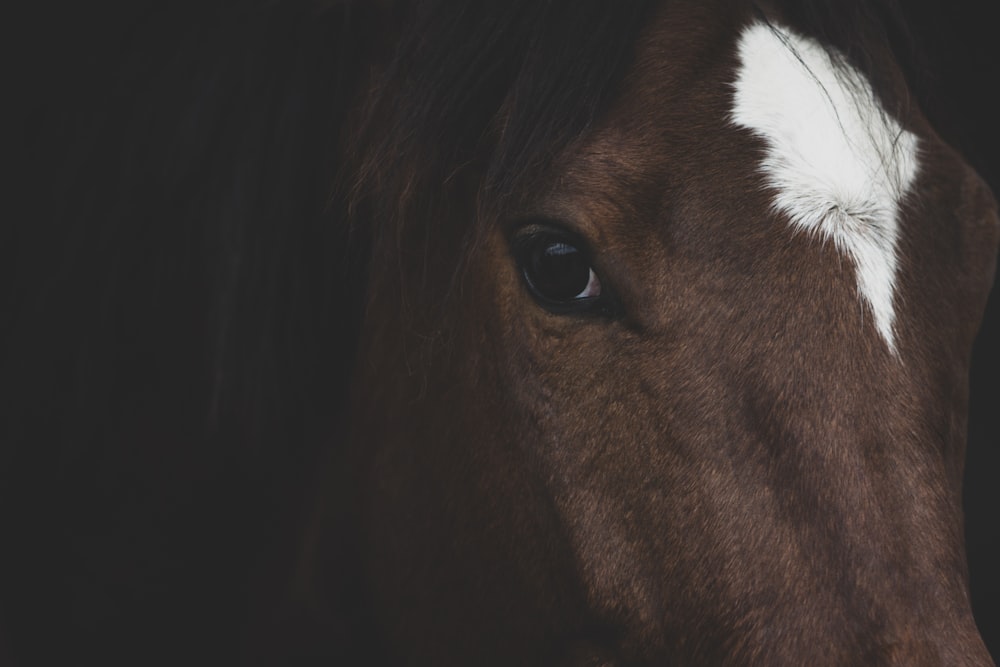 a close up of a brown horse with a white spot on it's face