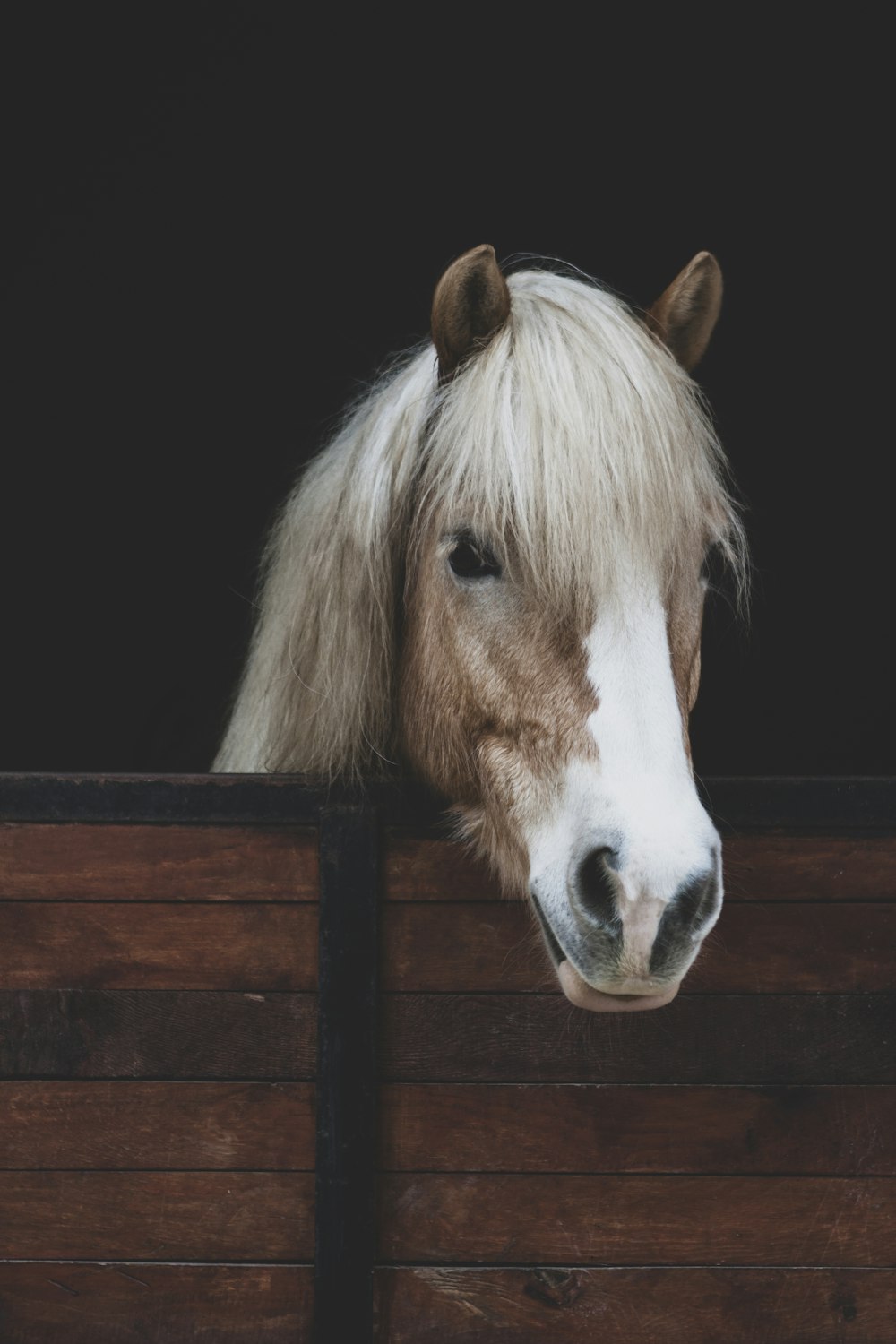 a brown and white horse sticking its head out of a window