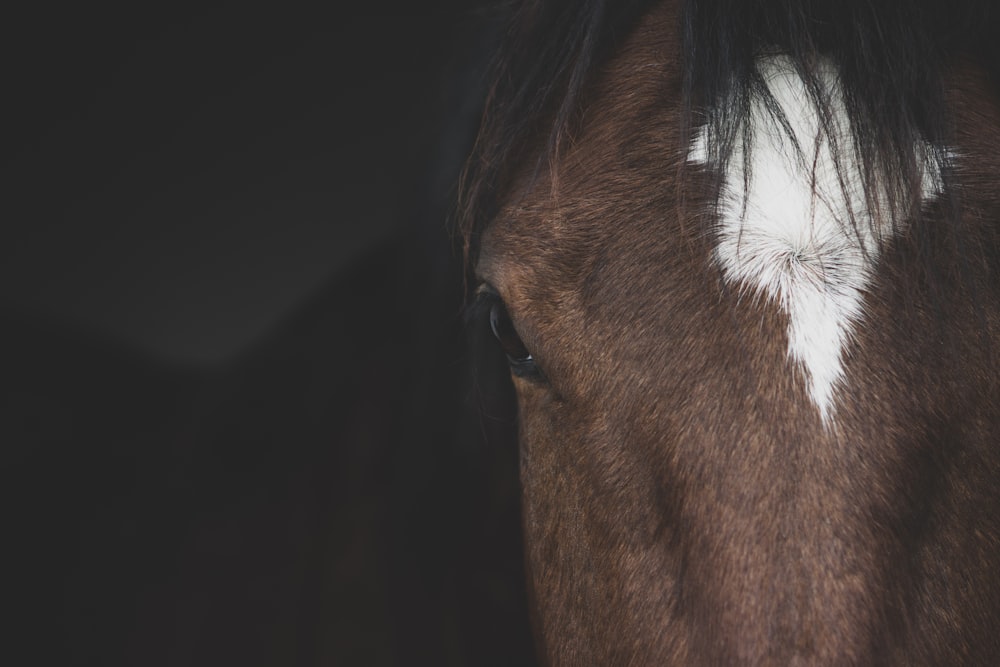 a close up of a horse's head with a white spot on it