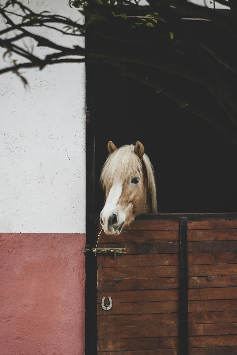 a brown and white horse sticking its head out of a window
