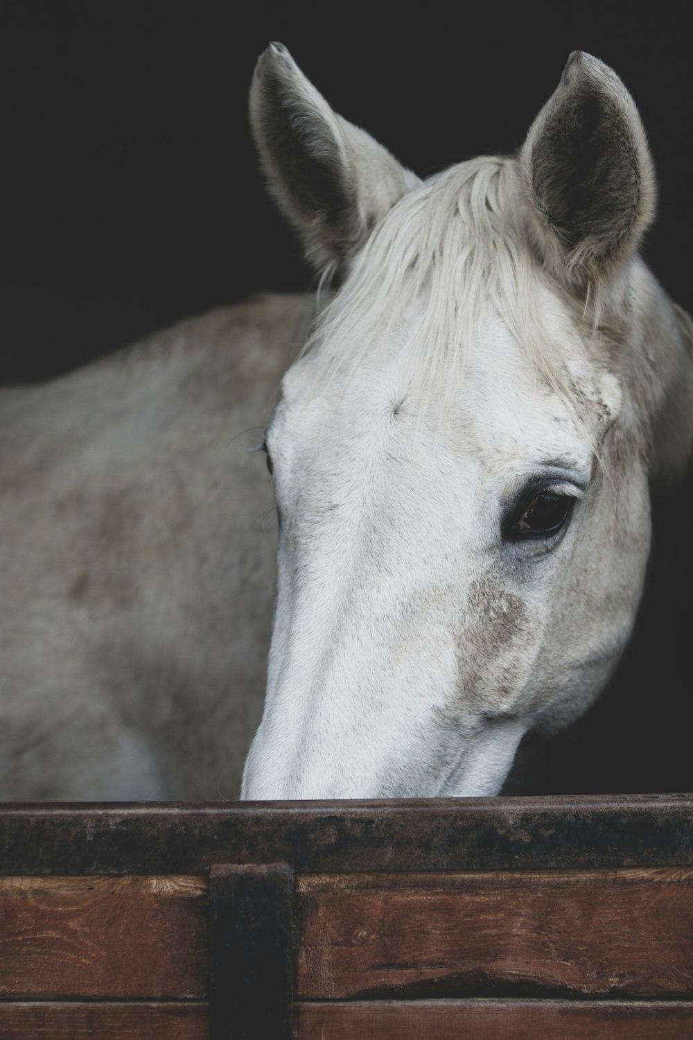 a close up of a white horse looking out of a window