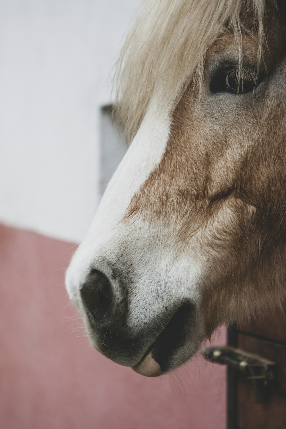 a close up of a brown and white horse