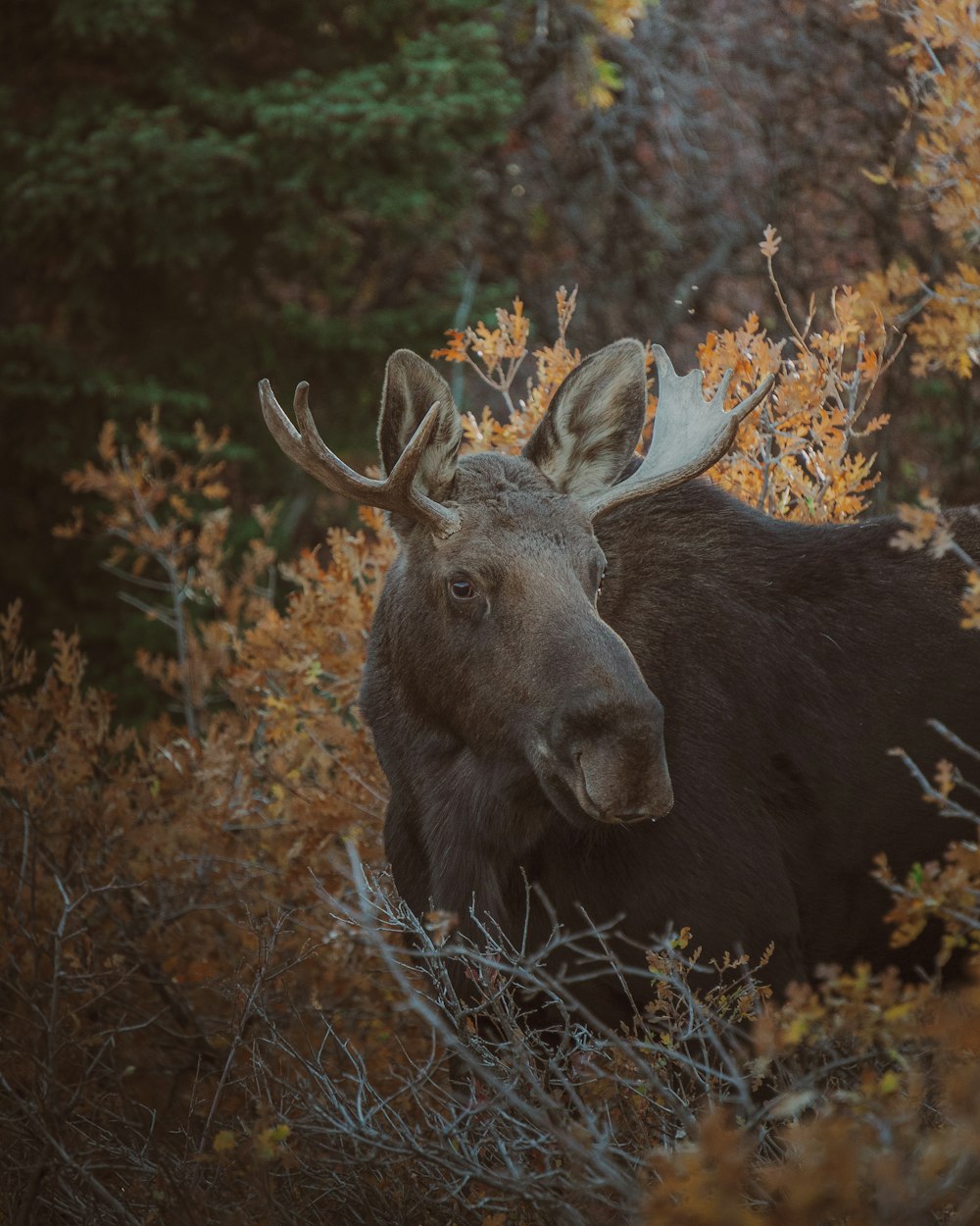 a large moose standing in a forest next to trees