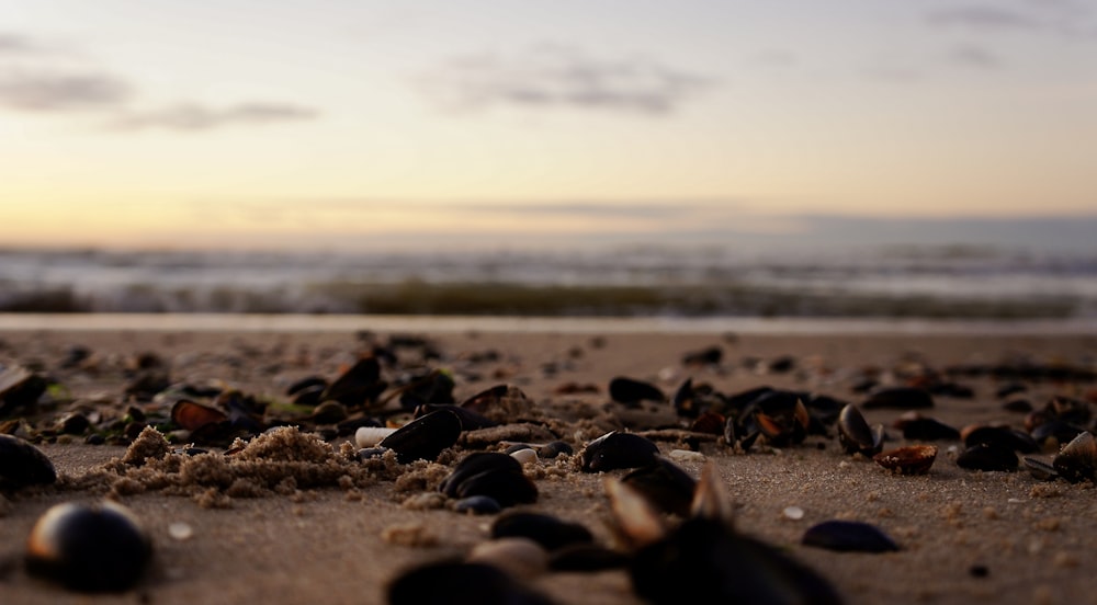 a bunch of seashells on the sand at the beach