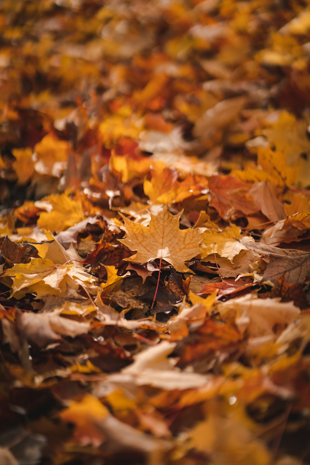 a bunch of leaves that are laying on the ground