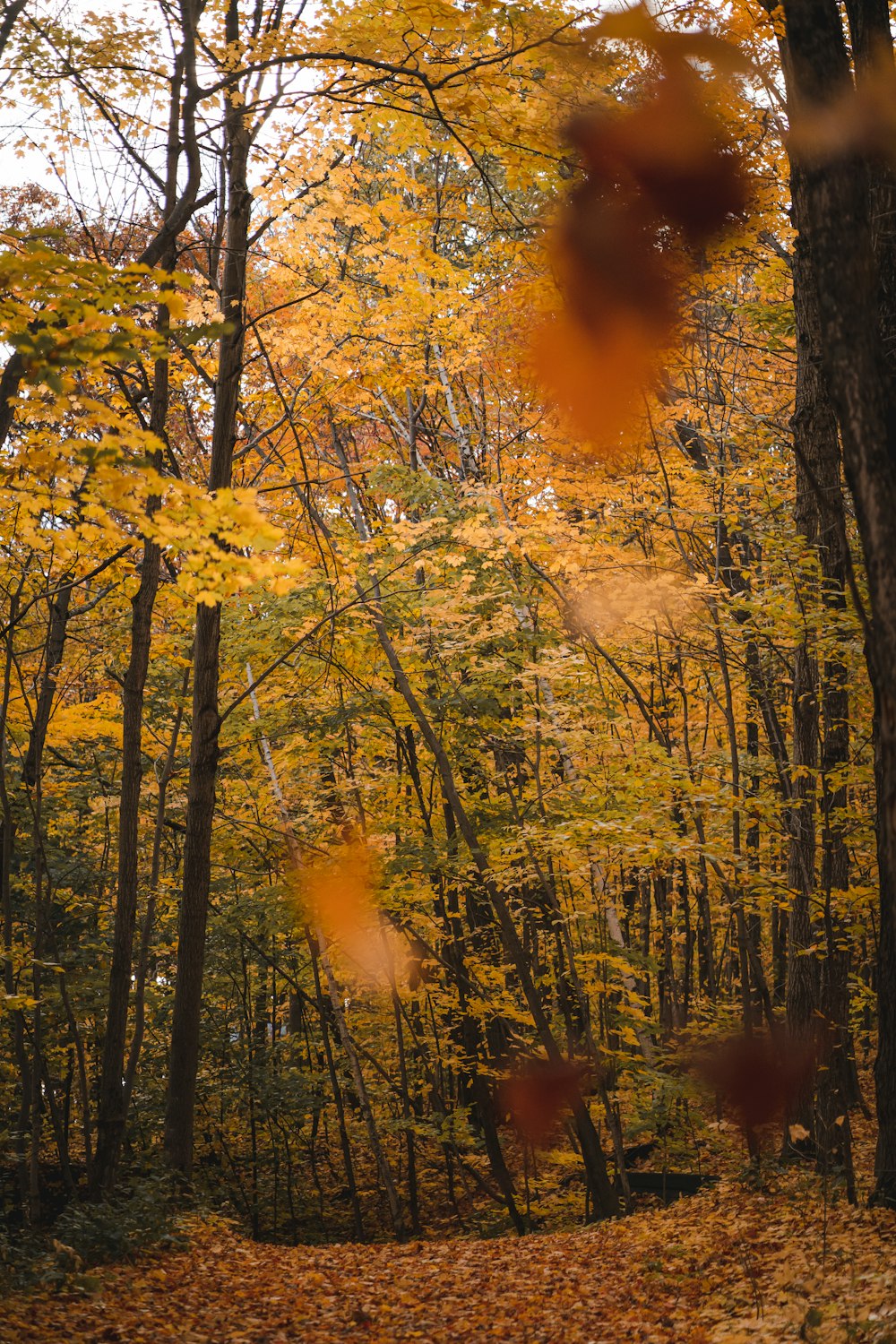 a tree in a forest