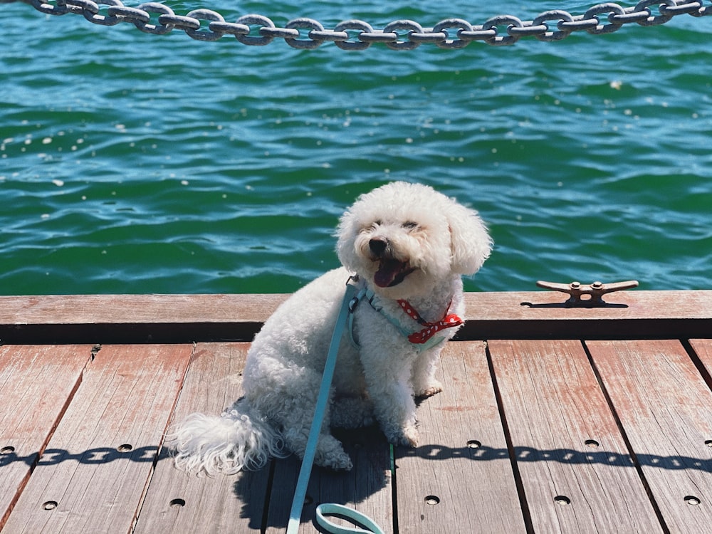 a small white dog sitting on a dock