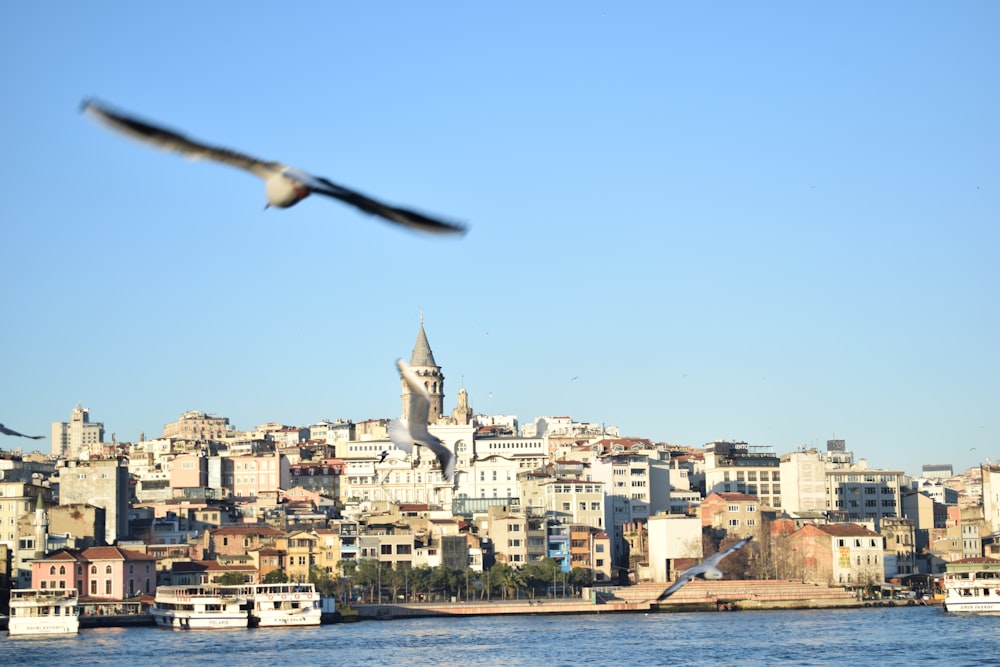 a seagull flying over a city on a sunny day