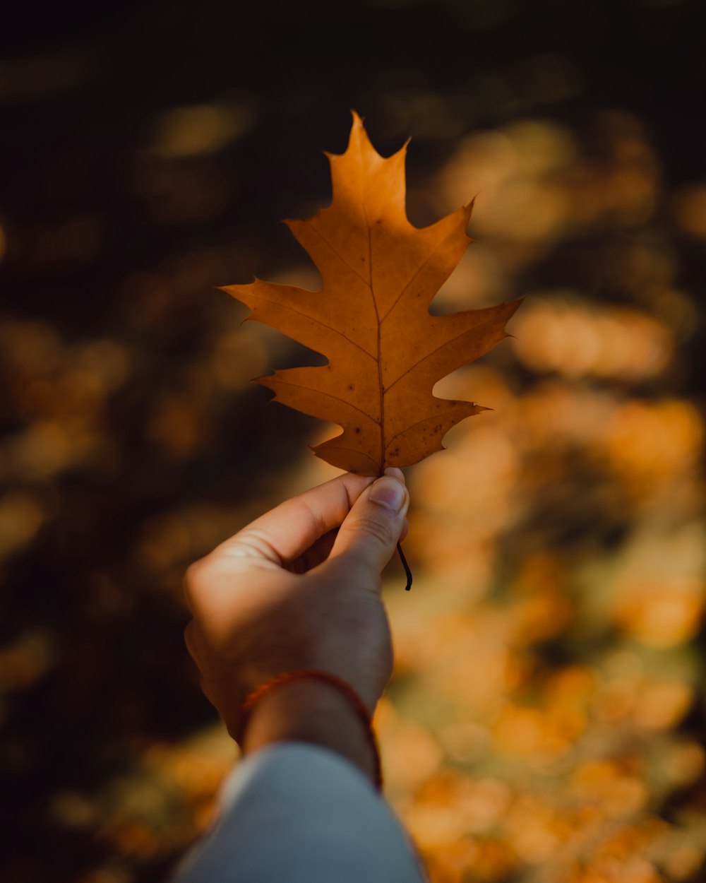 a person holding a leaf in their hand