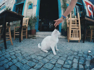 a white cat sitting on top of a cobblestone street