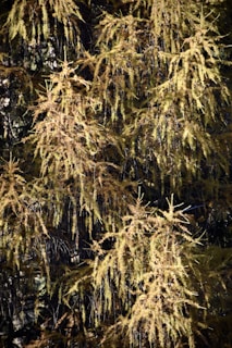 Dense clusters of long, narrow pine needles hang in overlapping layers, creating a textured and natural backdrop. The golden-brown coloring suggests an autumn setting.