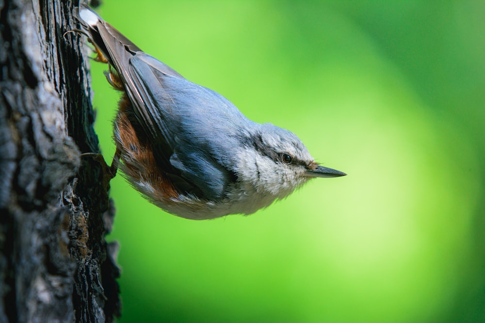 a small bird perched on the side of a tree