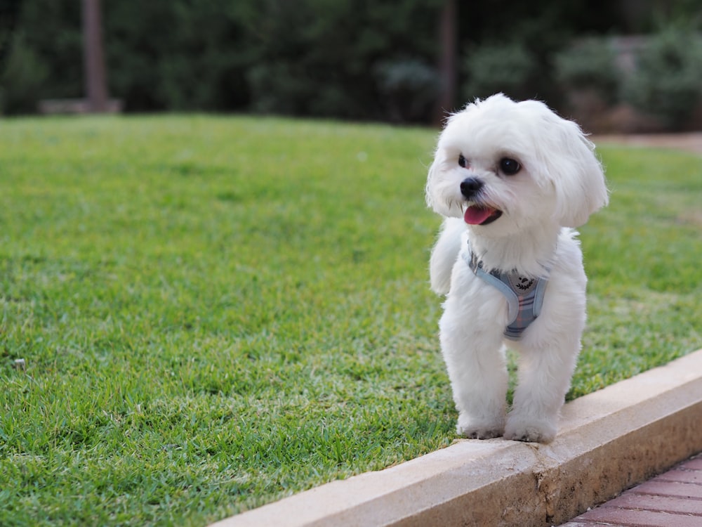 um pequeno cão branco em pé no topo de um campo verde exuberante