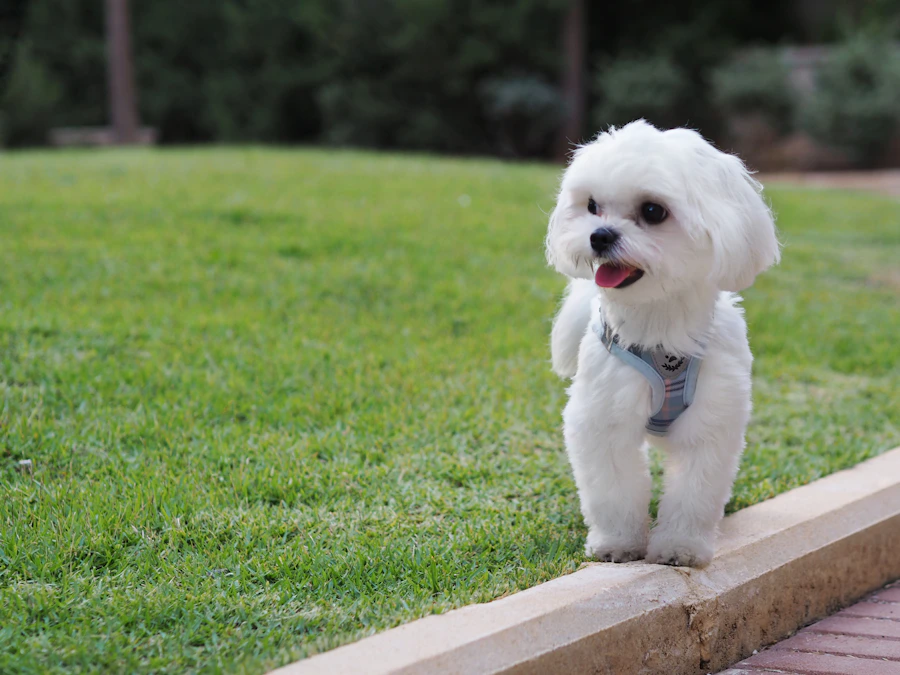 Chiot Bichon Maltais