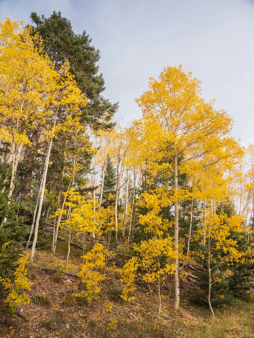 a group of trees with yellow leaves on them