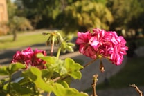 Vibrant pink flowers in full bloom with lush green leaves are prominently displayed. The background features a blurred outdoor setting with trees and a path, suggesting a garden or park environment.