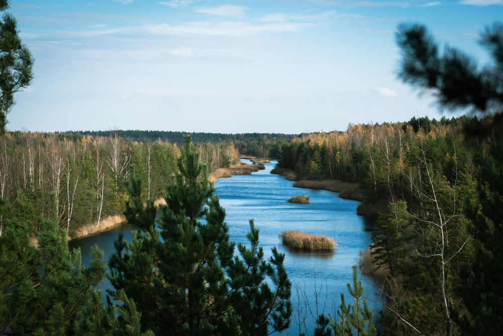 a river running through a forest filled with trees