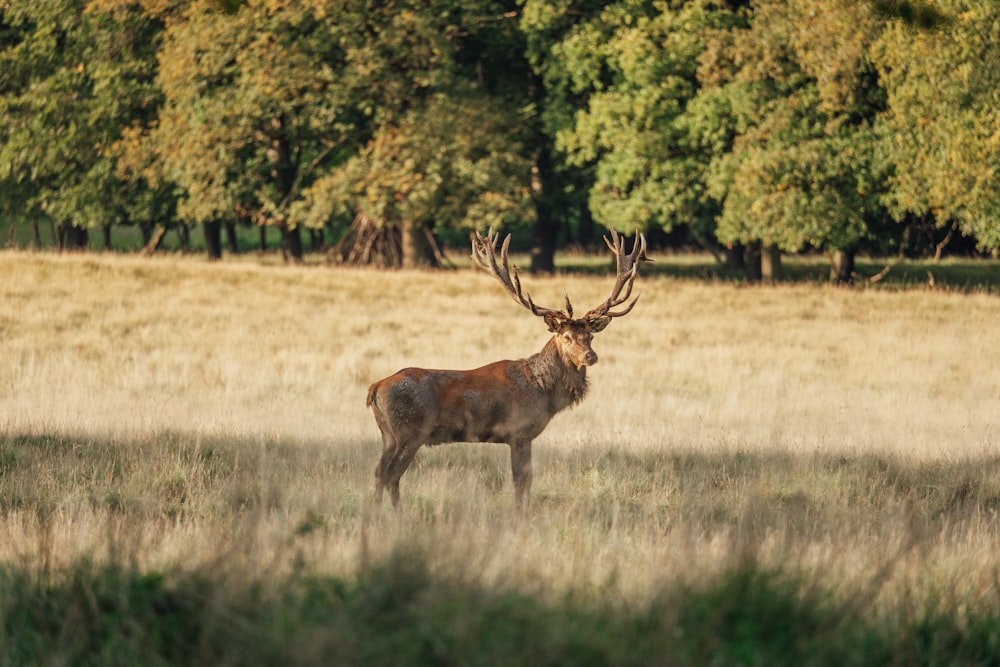 a deer standing in a field with trees in the background