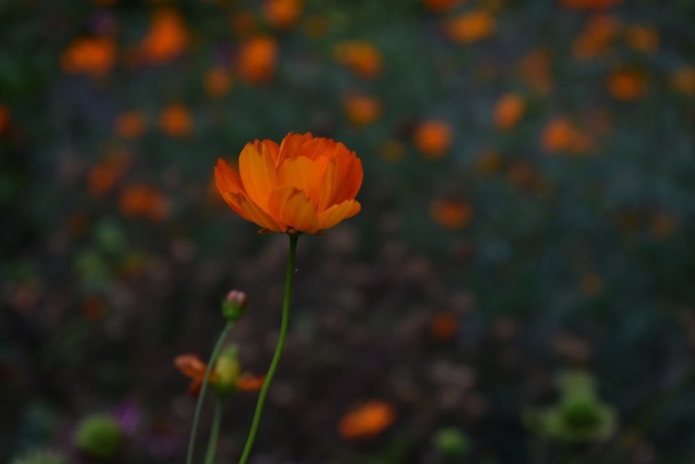 uma única flor de laranja na frente de um campo de flores de laranja