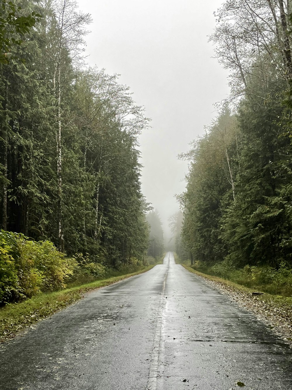 a wet road in the middle of a forest