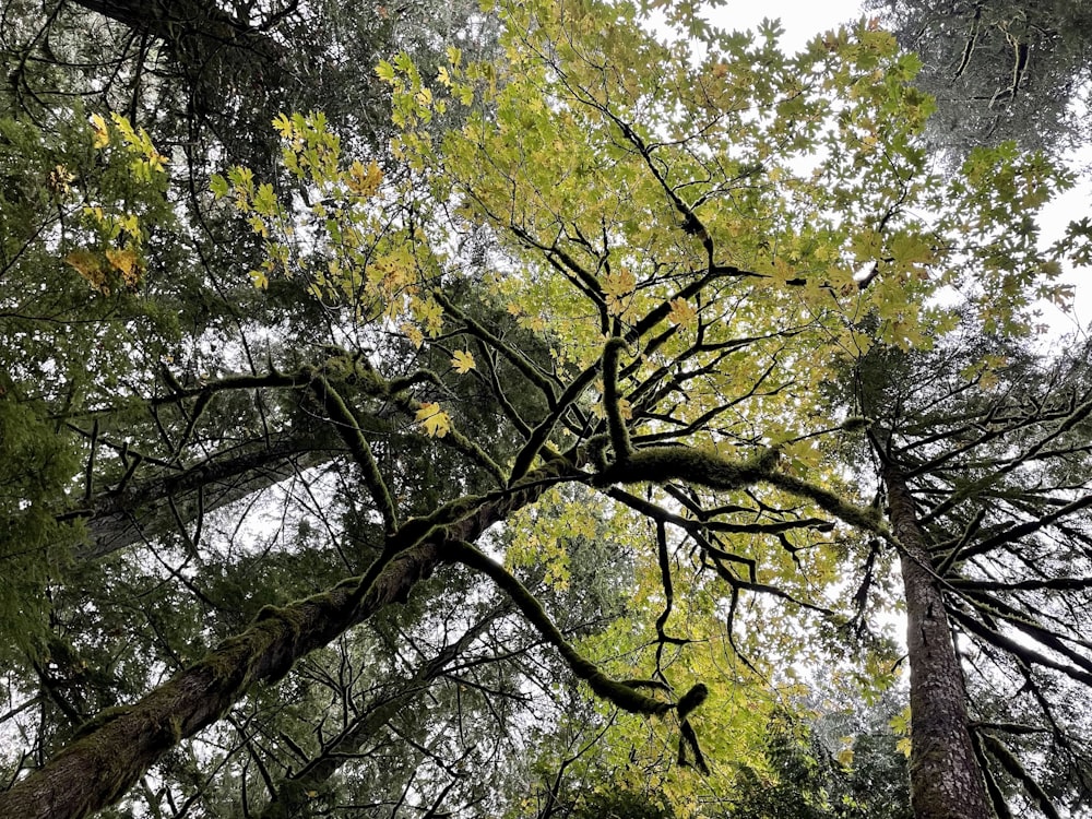 looking up at the tops of tall trees in a forest