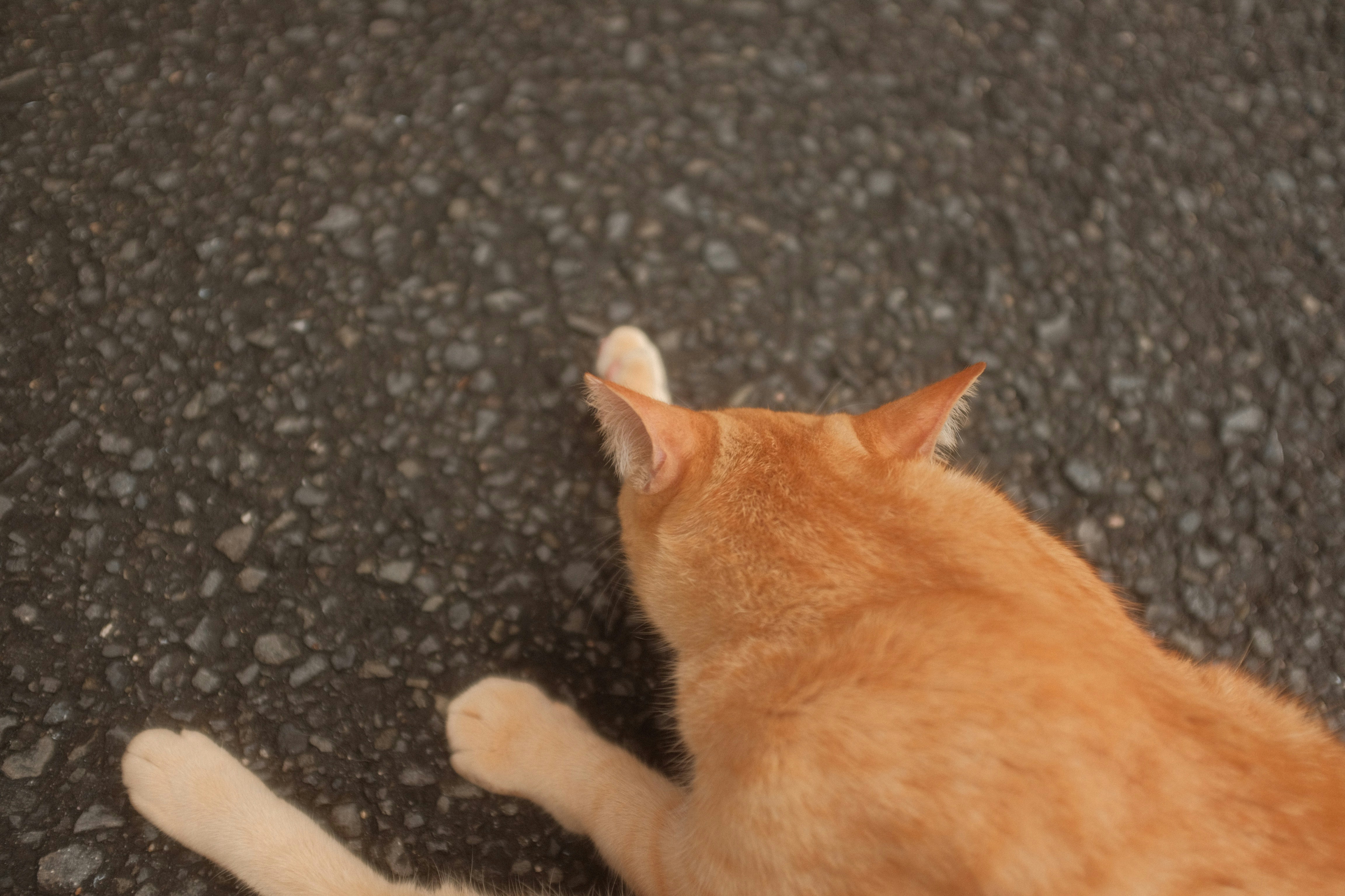 photo-1634691710632-851bd1009c7e?ixid=M3wxMjA3fDB8MXxzZWFyY2h8MTZ8fDklMjB1ayUyMG1pY3JvY2hpcCUyMGNhdCUyMGZsYXAlMjB3aWxsJTIwcHJvdmlkZXxlbnwwfHx8fDE3NjYyMzk5MzZ8MA\u0026ixlib=rb-4.1.0