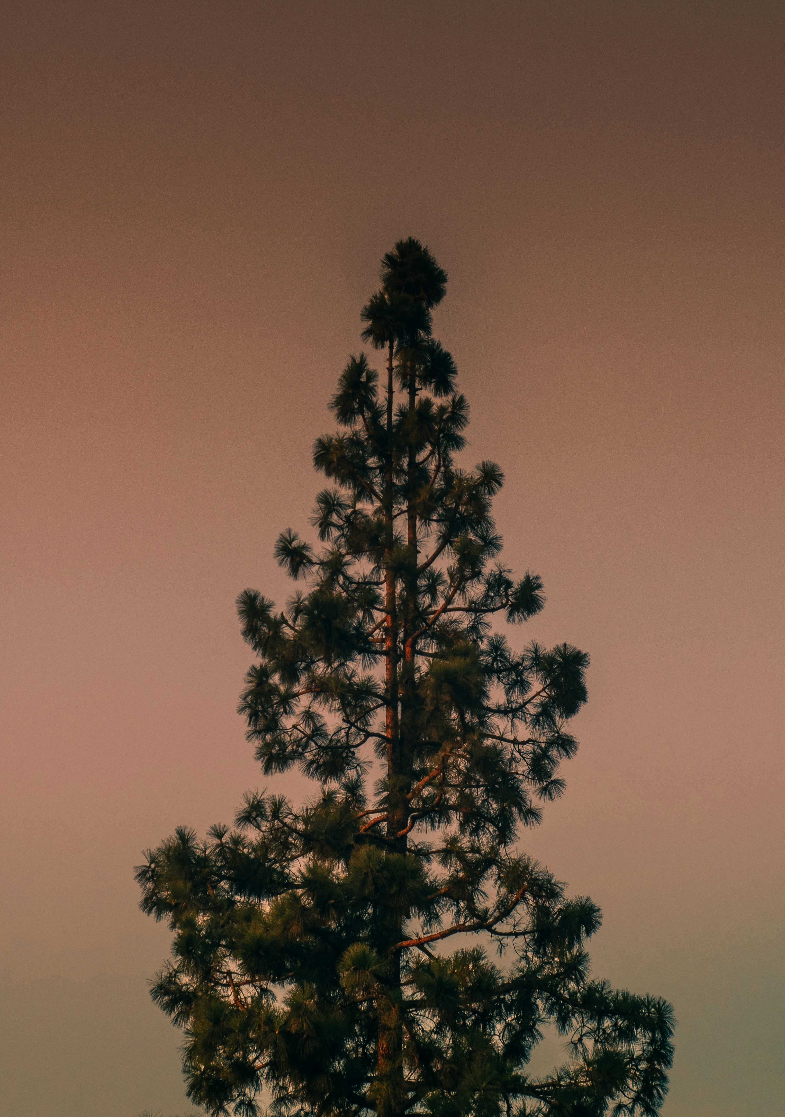 Photo by kingkonggeorge