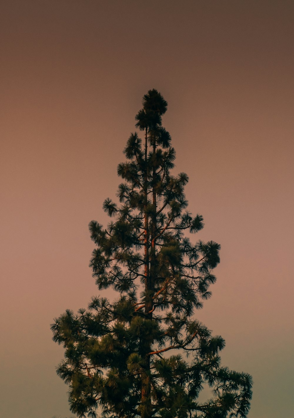 a lone pine tree in a field at dusk
