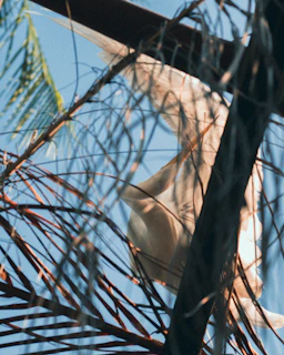 A flowing summer dress hanging from a tree branch, sunlight filtering through leaves.