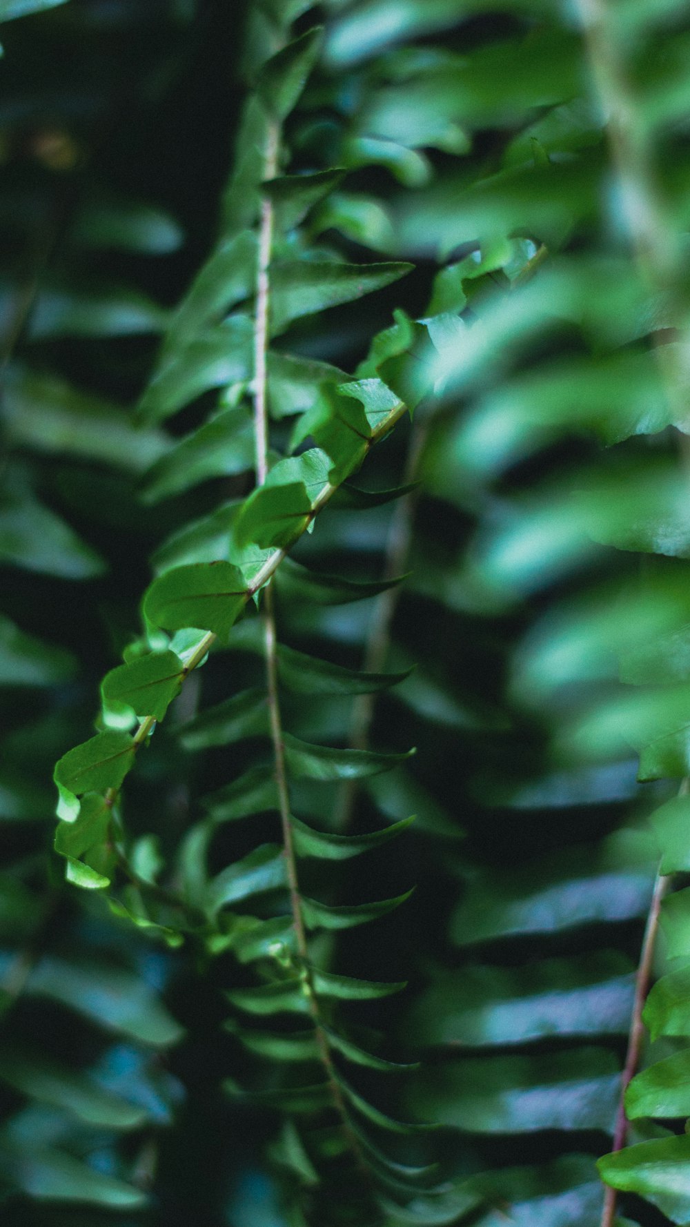 a close up of a plant with green leaves