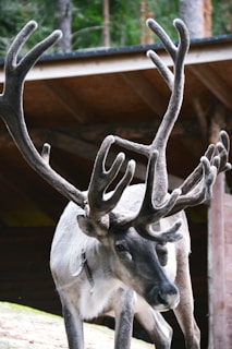 A reindeer with large, intricate antlers stands in front of a wooden structure, surrounded by greenery. The animal's fur is a mix of light gray and white, and the antlers are a prominent feature, adding a dramatic look to its profile.