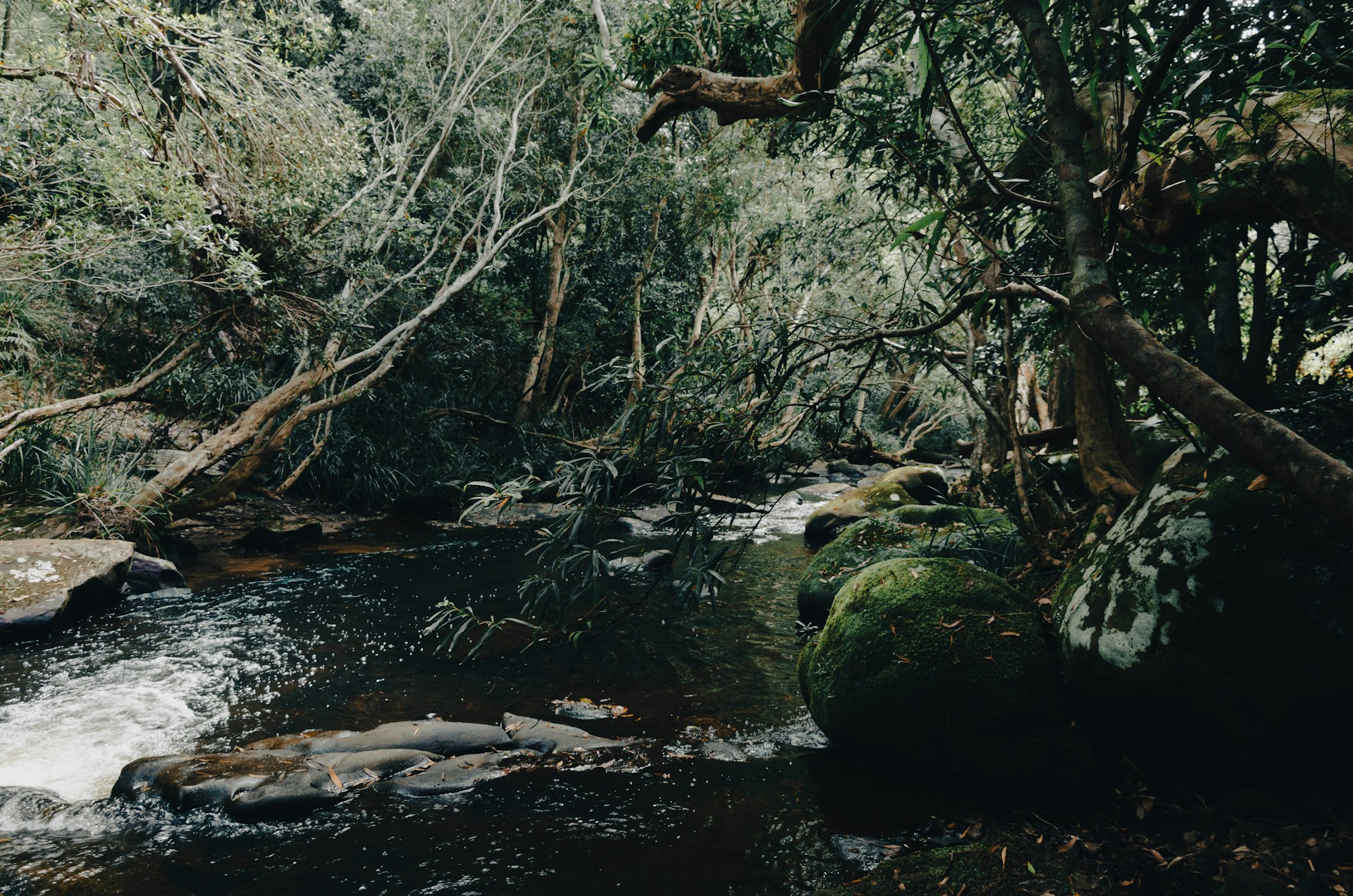 a stream running through a lush green forest