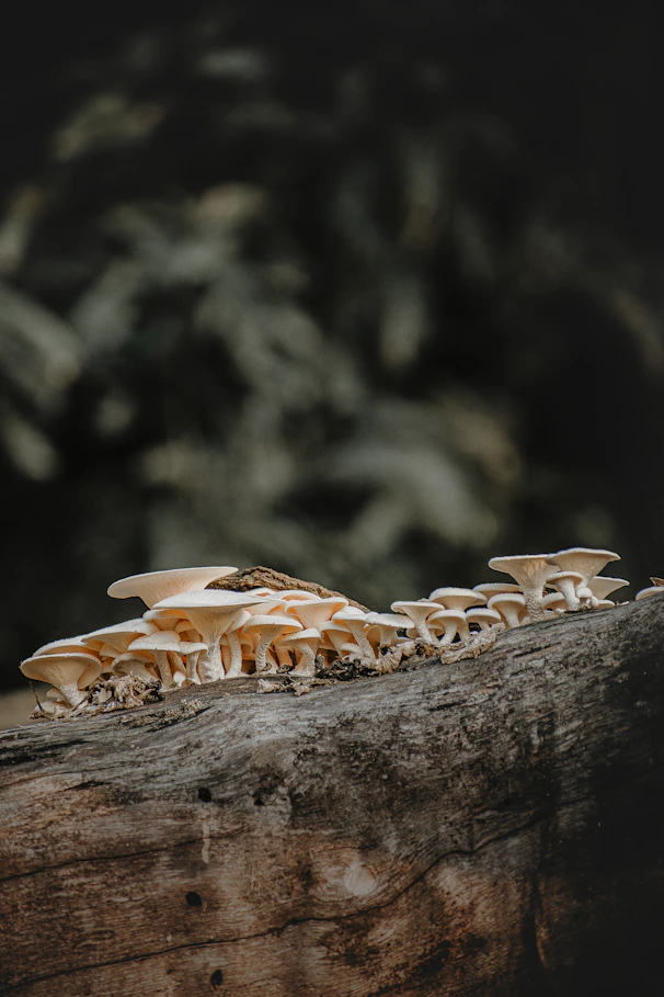 a group of mushrooms sitting on top of a log