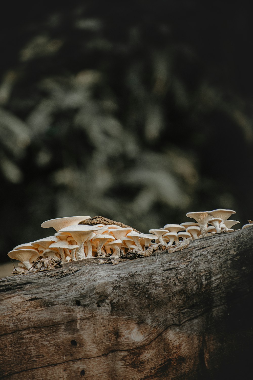 a group of mushrooms sitting on top of a log