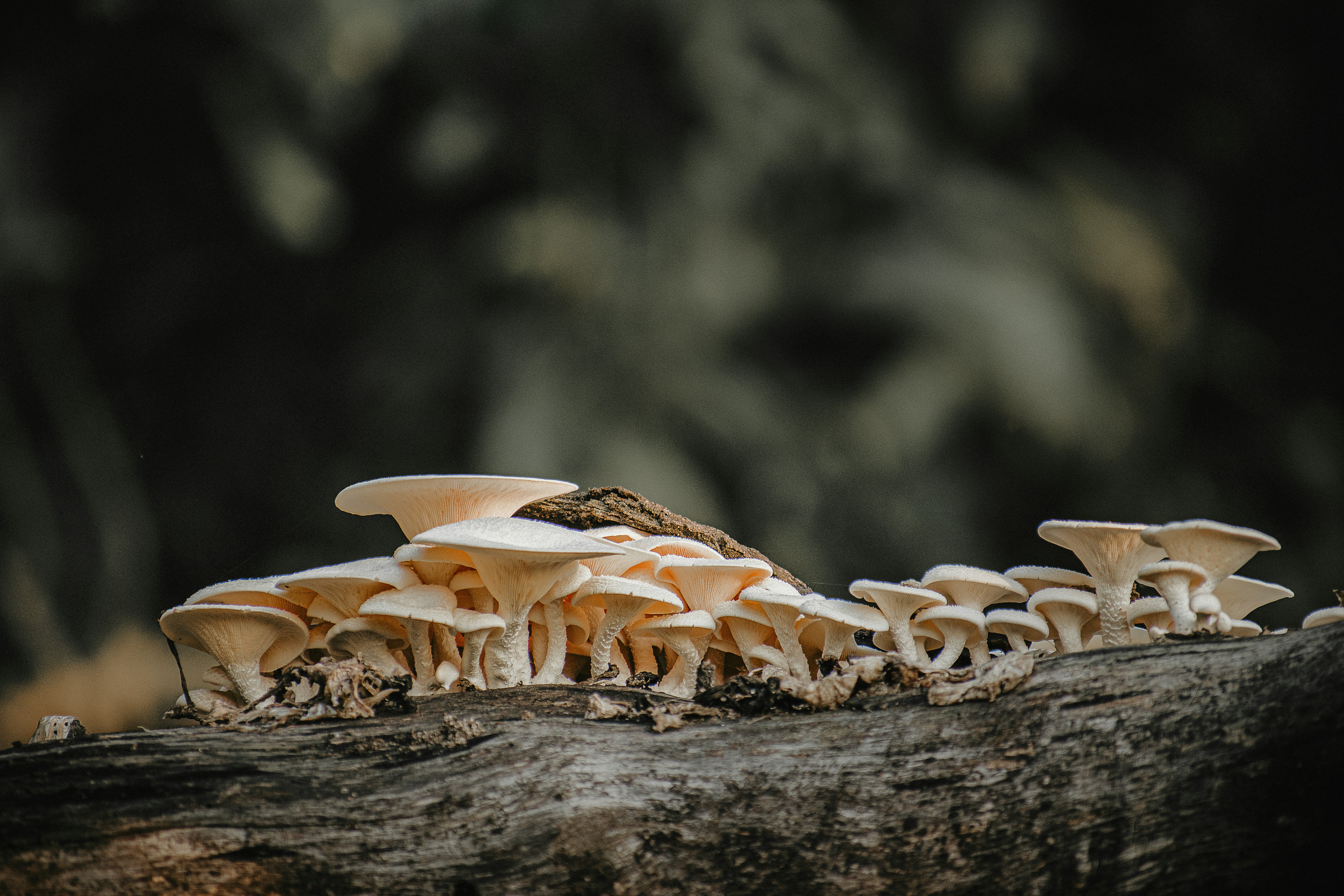 Carnivores disperse fungi spores
