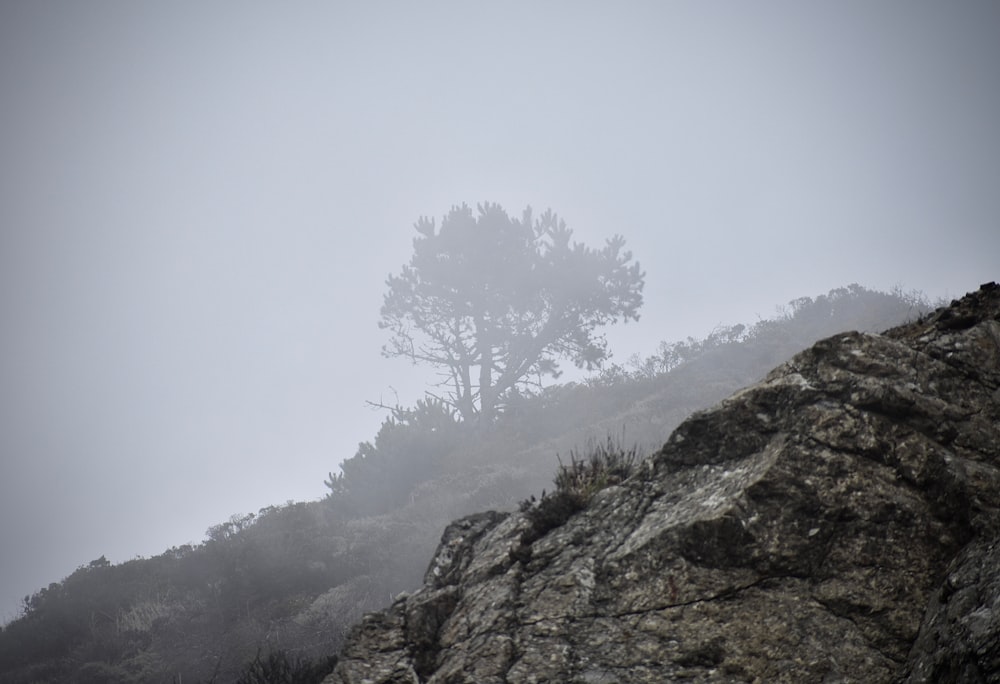 Un árbol solitario en la cima de una montaña brumosa