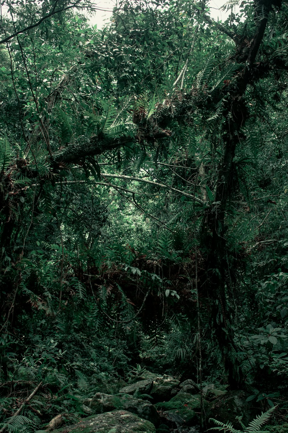 a lush green forest filled with lots of trees