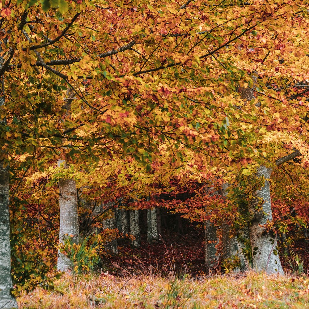 a forest filled with lots of trees covered in fall leaves