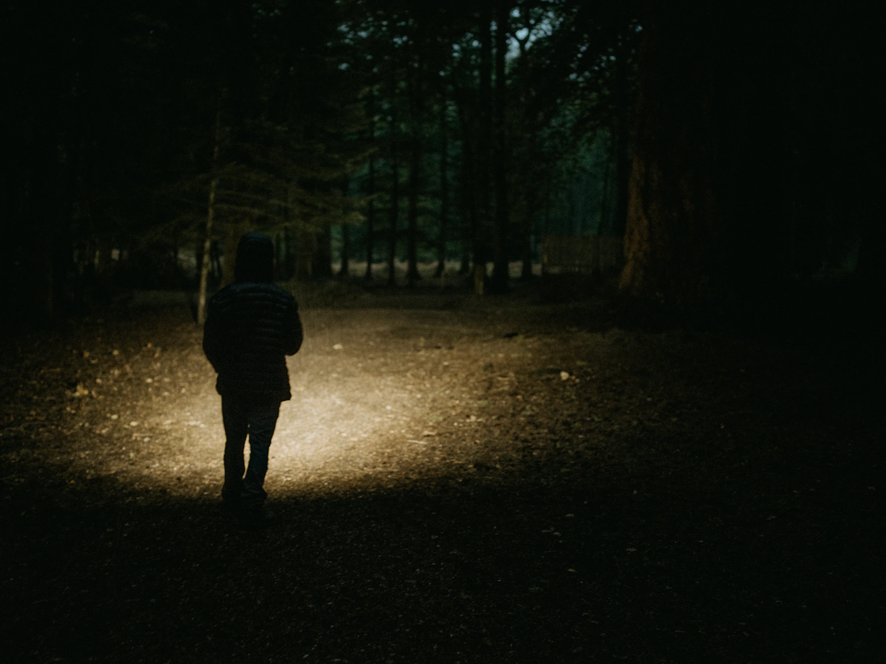 A person seen from behind walking a dark forest track in a pool of flashlight light