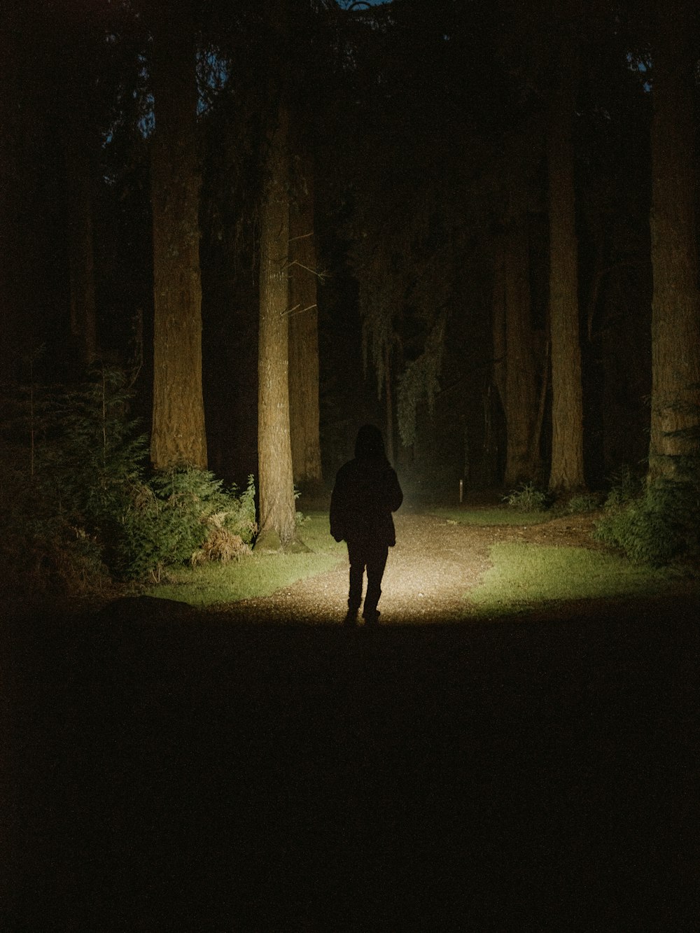 a person standing in the middle of a forest at night