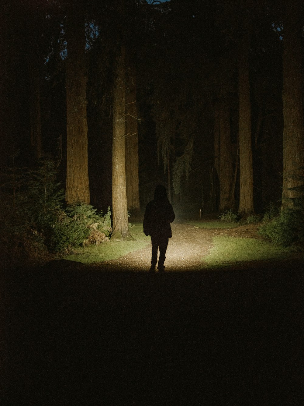 Una persona parada en medio de un bosque por la noche