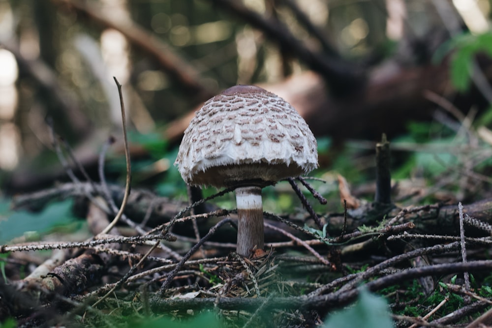 a close up of a mushroom on the ground