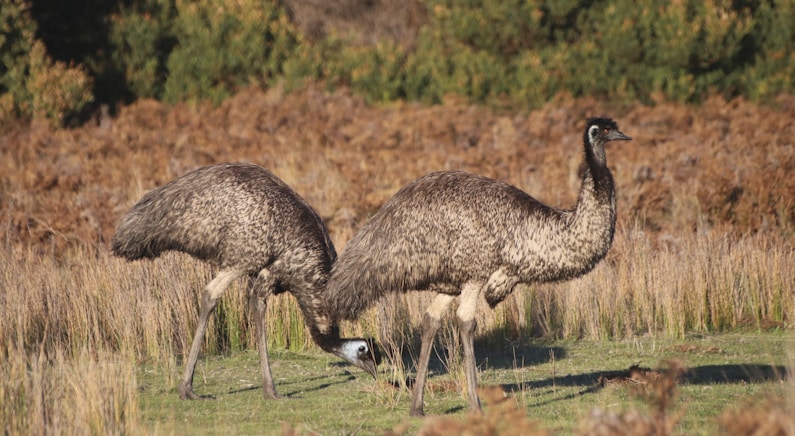 Emu, animales de australia