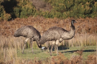 Emu, animales de australia
