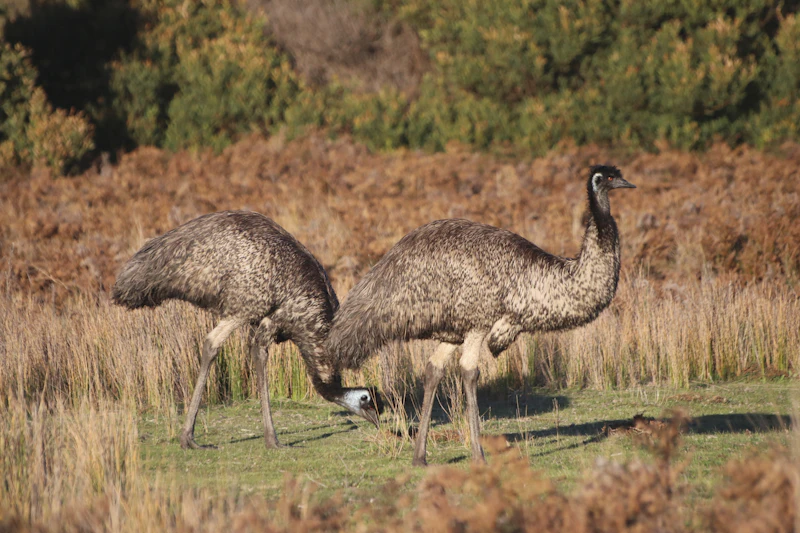 Two wild emus grazing in bushland